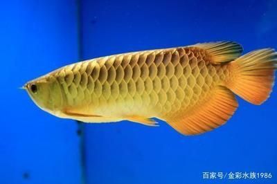 金龍魚(yú)哪種底色最好看 龍魚(yú)百科