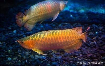 金龍魚(yú)銀龍魚(yú)能混養(yǎng)嗎