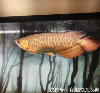 金龍魚吃的小魚有細菌怎么處理 龍魚百科