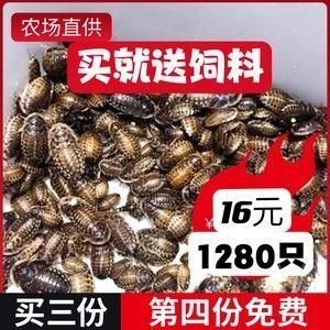 龍魚(yú)吃的昆蟲(chóng)用什么殺菌藥好 龍魚(yú)百科