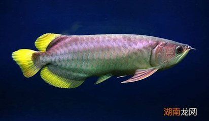 金龍魚能活多久_ 龍魚百科