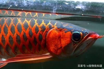 金龍魚(yú)20公分到30公分要多久 龍魚(yú)百科