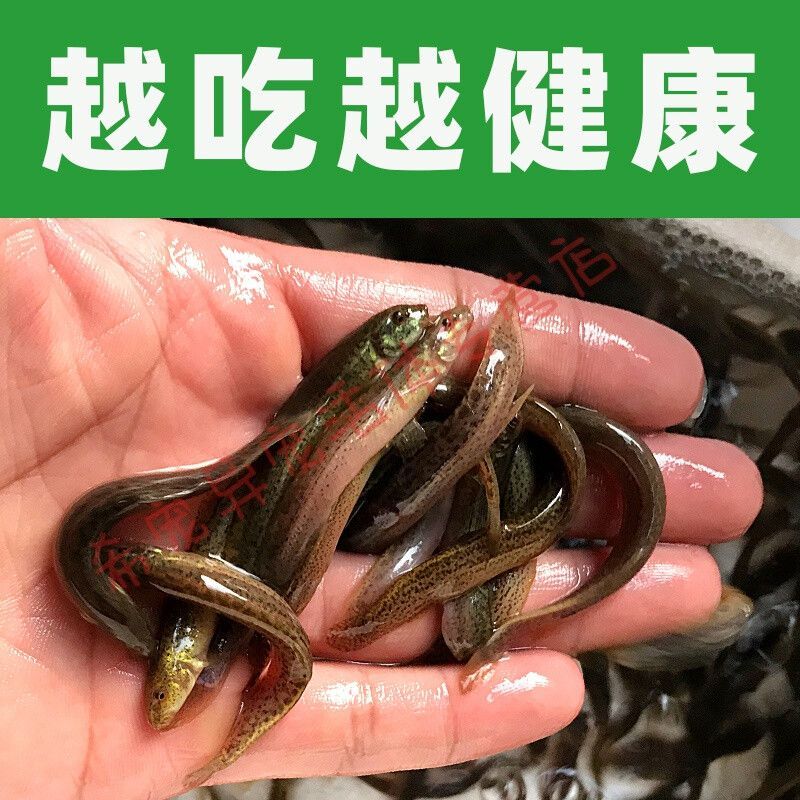 龍魚吃大泥鰍好還是小泥鰍好 龍魚百科