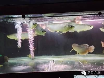 觀賞魚龍魚價格多少