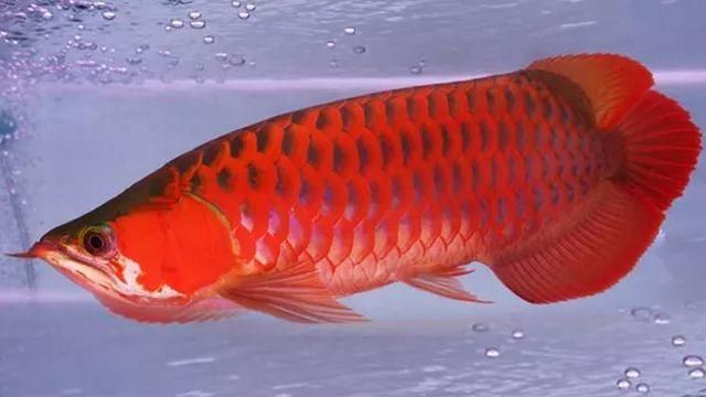 紅龍魚(yú)鱗片底色變深