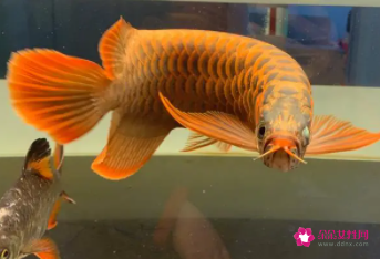 金龍魚(yú)吃小魚(yú)么 龍魚(yú)百科