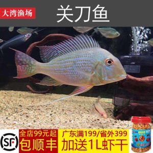 龍魚的飼料可以喂七形刀魚嗎