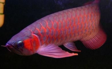 紅龍魚(yú)配魚(yú)有哪些品種 龍魚(yú)百科