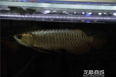 極品藍龍魚多少錢一條 龍魚百科