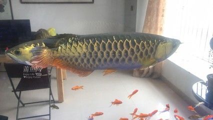 金龍魚交流微信群 龍魚百科