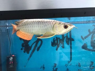 龍魚到家狀態(tài)不好 龍魚百科