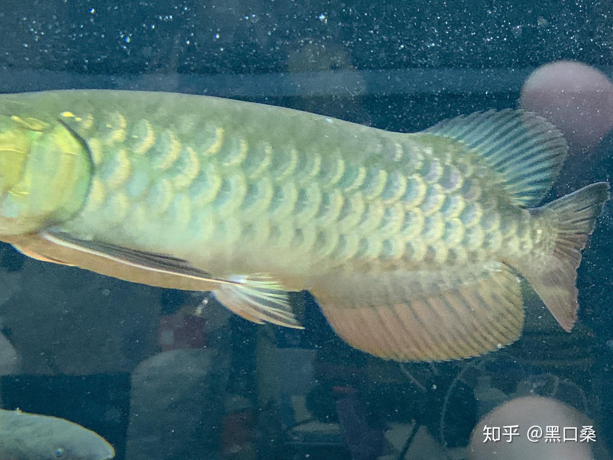 金龍魚(yú)的養(yǎng)法和注意事項(xiàng) 龍魚(yú)百科