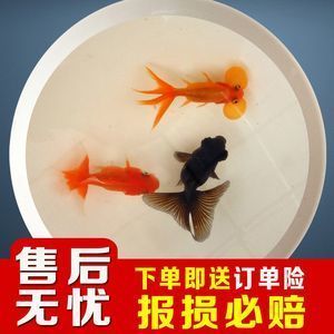 紅龍魚吃小金魚增色快嗎_ 龍魚百科