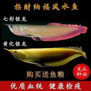 黃化金龍魚是什么意思 龍魚百科