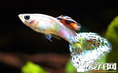 龍魚不想養(yǎng)了 龍魚百科