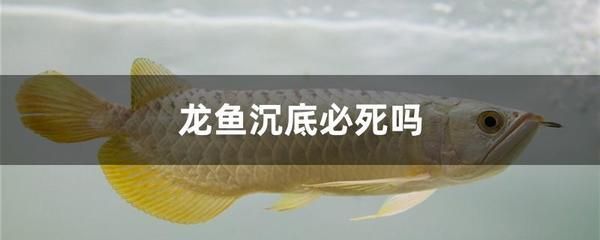 龍魚沉在水底怎么回事兒 龍魚百科