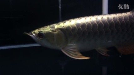 龍魚兜嘴太嚴(yán)重怎么做手術(shù) 龍魚百科