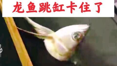 龍魚吃東西卡住了