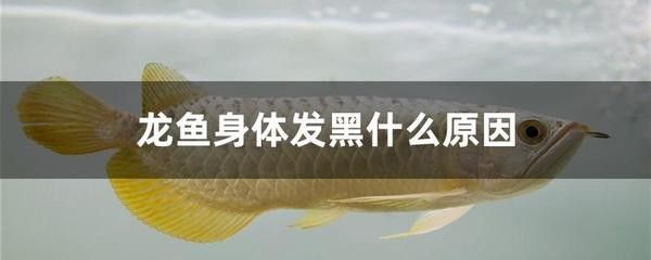 龍魚不往上游是什么原因引起的 龍魚百科