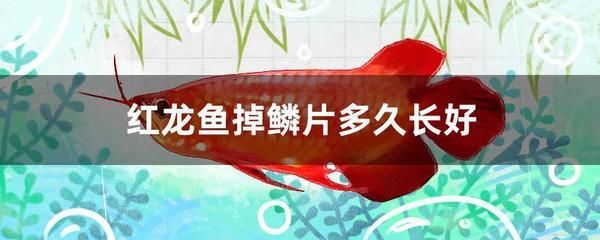 紅龍魚發(fā)白為什么會(huì)死 龍魚百科