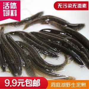 龍魚吃大泥鰍好還是小泥鰍好吃 龍魚百科