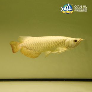 觀賞魚金龍魚品牌