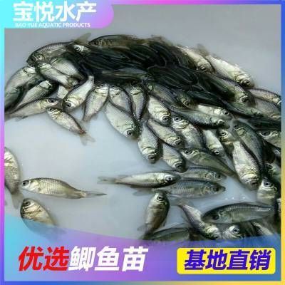 龍魚吃草魚苗怎么辦 龍魚百科