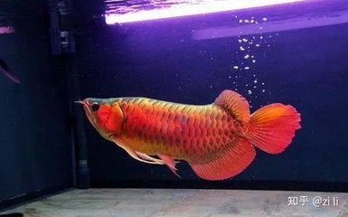 紅龍魚鱗片上有黑點怎么回事 龍魚百科