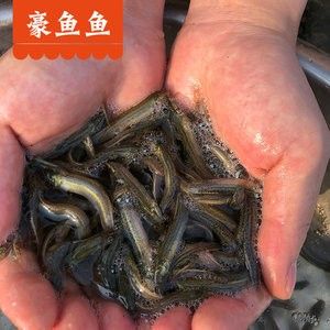 龍魚吃飼料魚吃什么 龍魚百科