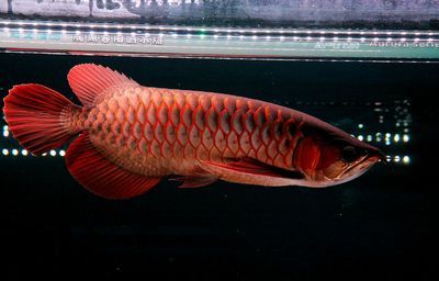 海水紅龍幼魚 龍魚百科