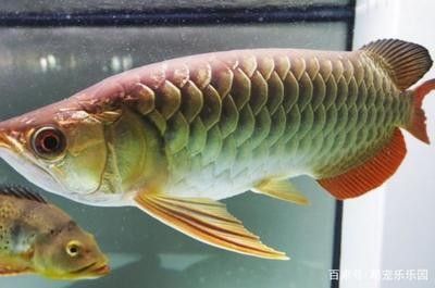 龍魚對(duì)水溫有要求嗎 龍魚百科