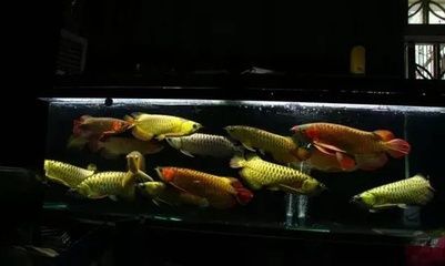 龍魚常見品種飼養(yǎng)與現(xiàn)狀分析