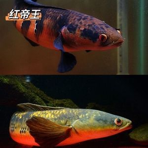 紅帝王雷龍魚苗和什么魚混養(yǎng) 龍魚百科