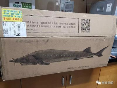 龍魚的口感 龍魚百科