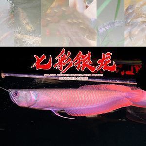 極品血龍魚多少錢