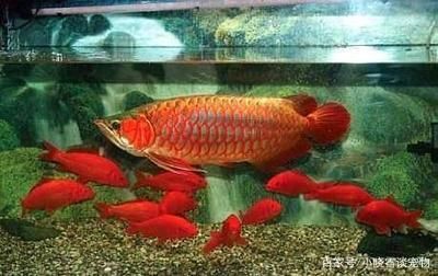 紅龍魚和金龍魚哪個(gè)好 龍魚百科