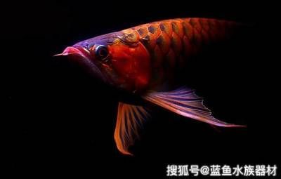 龍魚吃顆粒飼料嗎有營養(yǎng)嗎 龍魚百科