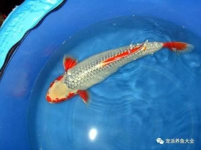 龍魚冬天怎么換水最好 龍魚百科