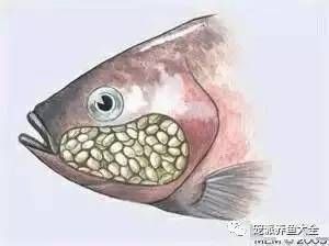 龍魚(yú)不吃顆粒糧怎么辦 龍魚(yú)百科