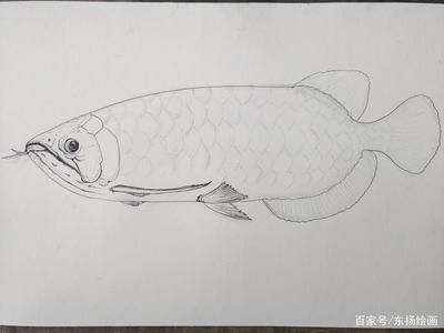 龍魚的素描 龍魚百科