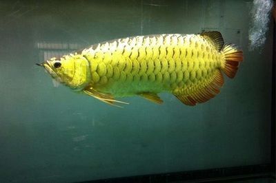 金龍魚顏色變化圖