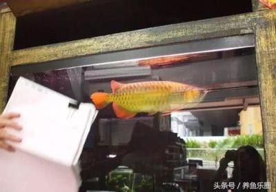 龍魚多少度合適養(yǎng)魚 龍魚百科