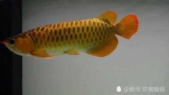 紅龍魚(yú)是橙紅色