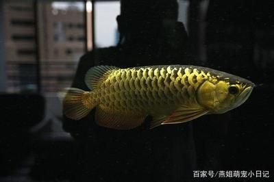 藍(lán)底過(guò)背16公分金龍魚(yú)飼養(yǎng)技巧