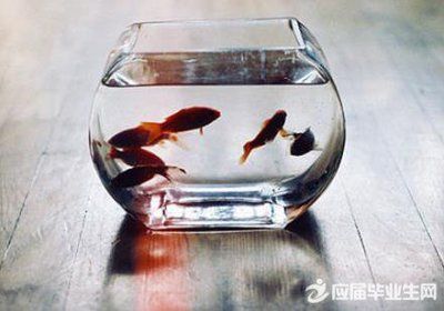 家里養(yǎng)的龍魚死了的感悟句子 龍魚百科