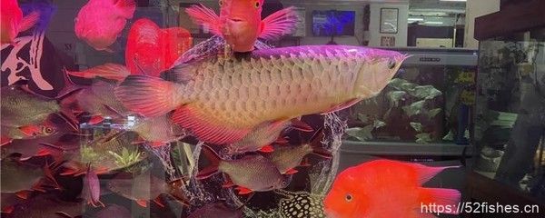 龍魚掉眼是什么 龍魚百科