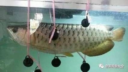 龍魚多少水溫合適養(yǎng)魚 龍魚百科