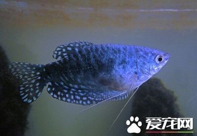 龍魚(yú)的最佳水溫是多少度左右 龍魚(yú)百科