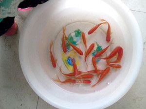 金龍魚喂活的小金魚 龍魚百科