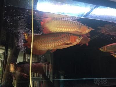 紅龍魚喂什么魚長得快些